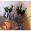 Саджанець Agro-Market Самшит вічнозелений Buxus sempervirens 2-х річний (38114) 1 шт. в упаковці - мініатюра 3