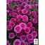 Саженец Agro-Market Хризантема мультифлора шаровидная Staviski Purple (101626) 1 шт. в упаковке - миниатюра 4