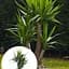 LMTD Юкка Гигантская Слоновая Agro-Market 3-х летняя "Yucca Elephanipes" (высота 45-65см) (184375) 1 саженец в упаковке комнатный Нидерланды - миниатюра 1