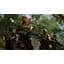 Ключ активации Microsoft Predator: Hunting GRounds для Xbox Series S/X - миниатюра 3