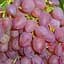 Саженец Agro-Market Виноград Вавилон (кишмиш, ранний срок созревания, гроздья весом до 1000 г) 1 шт. в упаковке (101869) - миниатюра 1