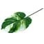 Штучне листя Engard Monstera Alba 78 см (TW-55) - мініатюра 2