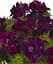 Сурфінія Double Cascade Burgundy (контейнер № 10 висота 10-15 см) Agro-Market 1 саджанець в упаковці (49123) - мініатюра 1
