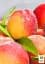 Саженец Agro-Market Нектарин Супер Квин (лысый персик, летний сорт, ранний срок созревания) 1 шт. в упаковке (37420) - миниатюра 2
