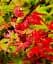 Саджанець Agro-Market Клен віяловий Фенікс (Acer palmatum Phoenix) контейнер P9, 1 шт. в упаковці (50724) - мініатюра 1