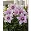 Луковица Agro-Market Широкозвонок (platycodon) Grandiflorus Fuji Pink (23580) 1 шт. - миниатюра 1