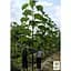 Саженец Agro-Market Павловния для древесины Paulownia Energy (Морозостойкий Superhybrid 33С) (50584) - миниатюра 2