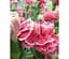 Саженец Agro-Market Гвоздика Махрова Oscar White and Red (контейнер №10 высота 10 см) (112676) 1 шт. в упаковке - миниатюра 1