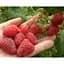 Саженец Agro-Market Малиновое дерево Галактика 1 шт. в упаковке (35348) - миниатюра 3
