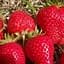 Саджанець Agro-Market Полуниця Ірма (Irma) (ремонтантний, посухостійкий сорт) 5 шт. в пакуванні (123589) - мініатюра 1