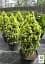 Саджанець Agro-Market Ялина канадська Daisy's White (ком/сітка) висота 70-80 см 1 шт. в упаковці (183040) - мініатюра 2