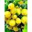Саджанець Agro-Market Агрус Інвікта (Invict) (середній термін дозрівання, високоврожайний сорт) 1 шт. в упаковці (19907) - мініатюра 2