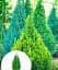 Саженец Agro-Market Кипарисовик Ellwoodii (Pyramide) высота 40-50 см 1 шт. в упаковке (63461) - миниатюра 2