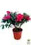 Саженец Agro-Market Рододендрон комнатный Red (50774) - миниатюра 2