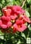 Саджанець Agro-Market Кампсис укорінюваний 2-річний Фламенко (Campsis radicans Flamenko) C2 висота 30-60 см 1 шт. в упаковці (71876) - мініатюра 4