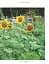 The Royal Horticultural Society Allotment Handbook. The Expert Guide for Every Fruit and Veg Grower - мініатюра 6