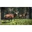 Ключ активації Microsoft TheHunter: Call of the Wild - Silver Bundle для Xbox One/Series - мініатюра 4