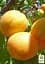 Саженец Agro-Market Абрикос Ледана 1 шт. в упаковке (35791) - миниатюра 4