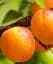 Саджанець Agro-Market Абрикос Сатурн (ранній термін дозрівання) 1 шт. в упаковці (21022) - мініатюра 1