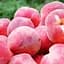 Саджанець Agro-Market Персик Ерлі ред (літній сорт, ранній термін дозрівання) (35992) 1 шт. в упаковці - мініатюра 1