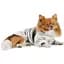 Куртка для собак Pet Fashion Bony S бело-зеленая - миниатюра 4