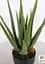 Саджанець Agro-Market Суккулент Aloe Vera 1 шт. в упаковці (51638) - мініатюра 2