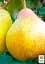 Саджанець Agro-Market Груша Бере Київська (зимовий сорт, пізній термін дозрівання) 1 шт. в упаковці (16180) - мініатюра 2