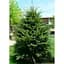 Саджанець Agro-Market Ялиця Європейська біла 5-річна (Abies alba) С5 висота 30-40 см 1 шт. в упаковці (184167) - мініатюра 1