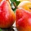 Саженец Agro-Market Груша Санта Мария (осенний сорт, средний срок созревания) (39854) 1 шт. в упаковке - миниатюра 1