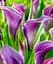 Саджанець Agro-Market Калла Amethyst 1 шт. в упаковці (23426) - мініатюра 1