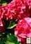 Саженец Agro-Market Гортензия крупнолистая красная Красная красавица (Red beauty) (44821) - миниатюра 2