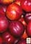 Саджанець Agro-Market Нектарин Флейвор Топ (літній сорт, середній термін дозрівання) 1 шт. в упаковці (39945) - мініатюра 4