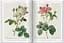 Pierre-Joseph Redouté. Roses. The Complete Plates 1817-1824 - мініатюра 4