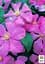 Саженец Agro-Market Клематис Comtesse de Bouchaud (23994) - миниатюра 4