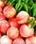 Саженец Agro-Market Персик Фрост (летний сорт, средний срок созревания) (39955) 1 шт. в упаковке - миниатюра 2