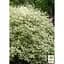 Саджанець Agro-Market Дерен 2-х річний Elegantissima С2 висота 40-50 см (182328) 1 шт. в упаковці - мініатюра 4