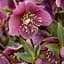 Морозник (Helleborus) Red Lady Agro-Market 1 саженец в упаковке (48554) - миниатюра 2