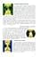 Сучасний Кіплінг. Нові акценти інтерпретації - миниатюра 14