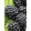 Саженец Agro-Market Ежевика (супер ранняя!) Оушито (Ouachita) 1 шт. в упаковке (43977) - миниатюра 1