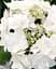 Гортензія Agro-Market Doppio Bianco Hydrangea macrophylla квітуча крупнолиста вазон С15 1 саджанець в упаковці - мініатюра 6