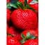 Саженец Agro-Market Клубника Гигантелла 5шт (средне-поздний срок созревания, крупноплодный сорт) (46452) - миниатюра 1