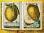 J. C. Volkamer. The Book of Citrus Fruits - миниатюра 6