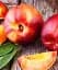 Саженец Agro-Market Нектарин Фэнтези (лысый персик, осенний сорт, поздний срок созревания) 1 шт. в упаковке (21367) - миниатюра 1