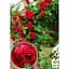 Роза плетистая Agro-Market Закат Sunset саженец класса АА+ высший сорт 1 шт. в упаковке (15910) - миниатюра 2