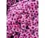 Саженец Agro-Market Хризантема мультифлора шаровидная Jasoda Purple (101628) 1 шт. в упаковке - миниатюра 1
