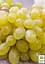 Саджанець Agro-Market Виноград Первозванний (ранній термін дозрівання, стійкий сорт не сприйнятливий до хвороб) 1 шт. в пакуванні (25525) - мініатюра 3