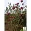 Саженец Agro-Market Магнолия 4-х летняя гибридная Black Tulip (высота 50-60 см) (181165) 1 шт. в упаковке - миниатюра 3