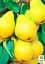 Саджанець Agro-Market Груша Лимонка (літній сорт, ранній термін дозрівання) 1 шт. в упаковці (15782) - мініатюра 2