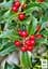 Саженец Agro-Market Падуб остролистный (Ilex aquifolium) вазон Р9 (178885) - миниатюра 3