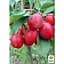 Саджанець Agro-Market Яблуня Верджинія (райське яблучко) укорінена в контейнері (саджанець 2 роки) 1 шт. в упаковці (158401) - мініатюра 1